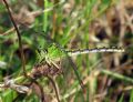 Ophiogomphus cecilia